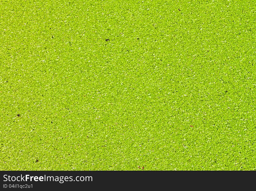 The surface is covered with green duckweed.