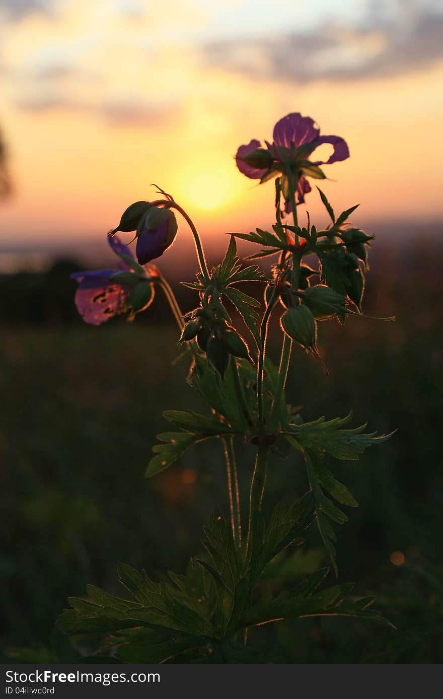 Purple flower in the field at sunset