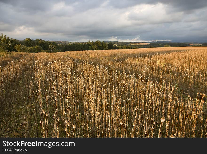 Ripe poppy field before harvest