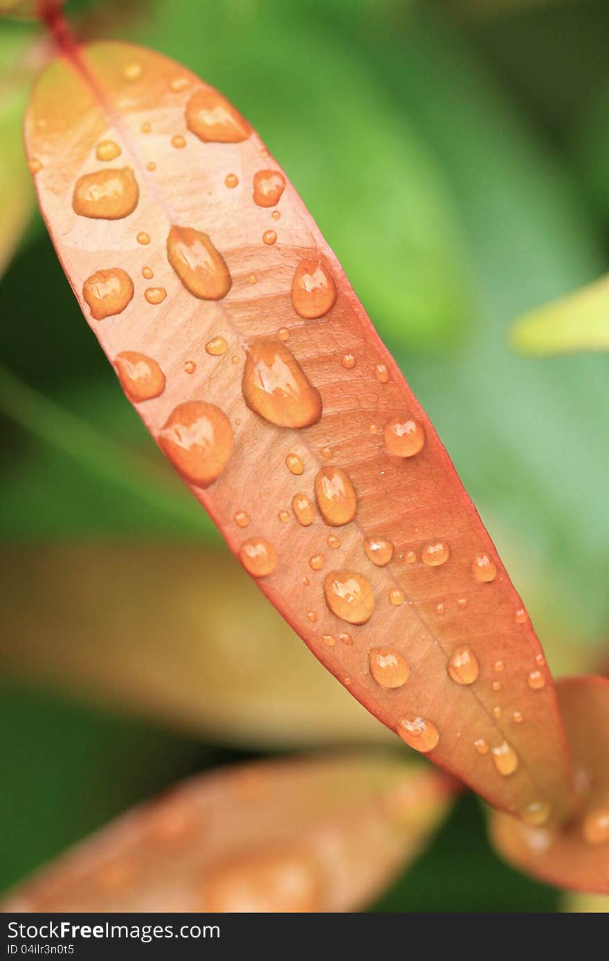 Drop on the budding leaf after rain