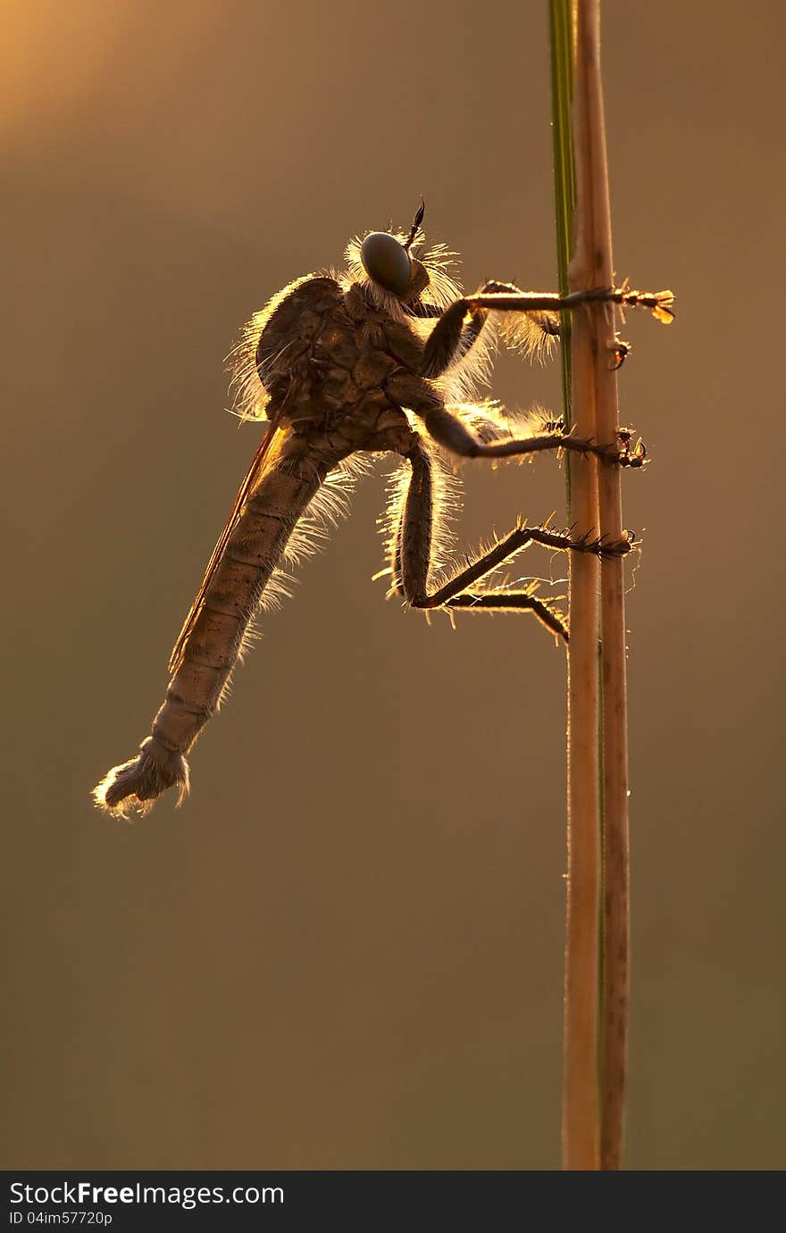 A killer fly on sunset