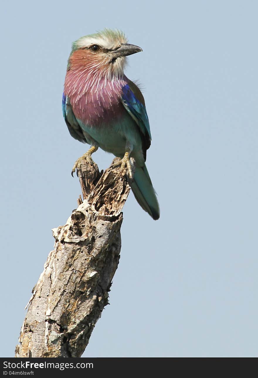 Lilacbreasted Roller : Coracias Caudata : South Africa