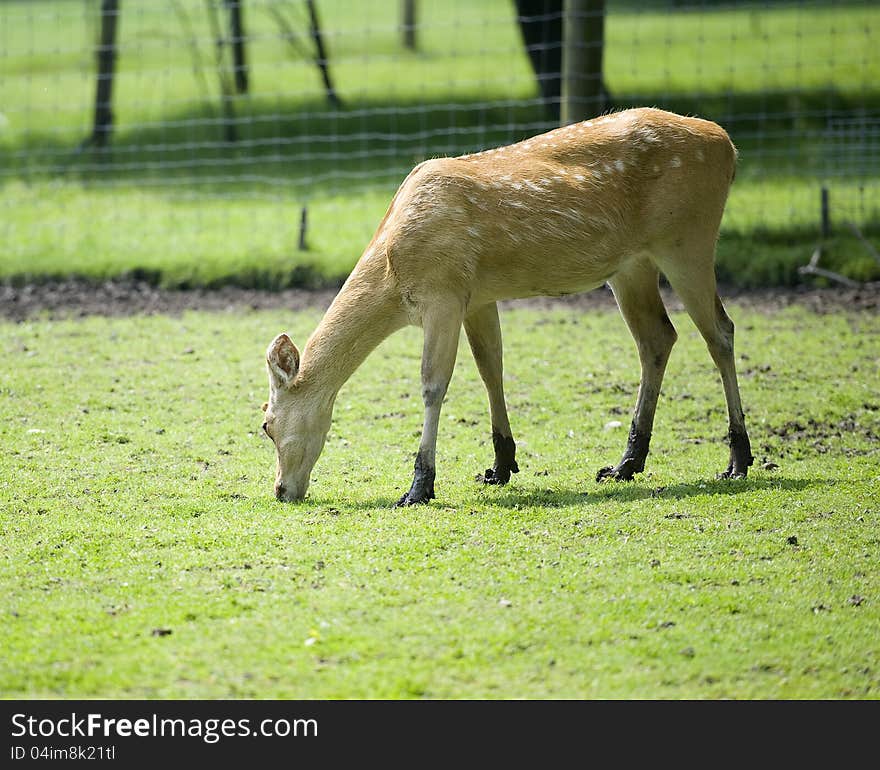 Deer grazing on a farmland