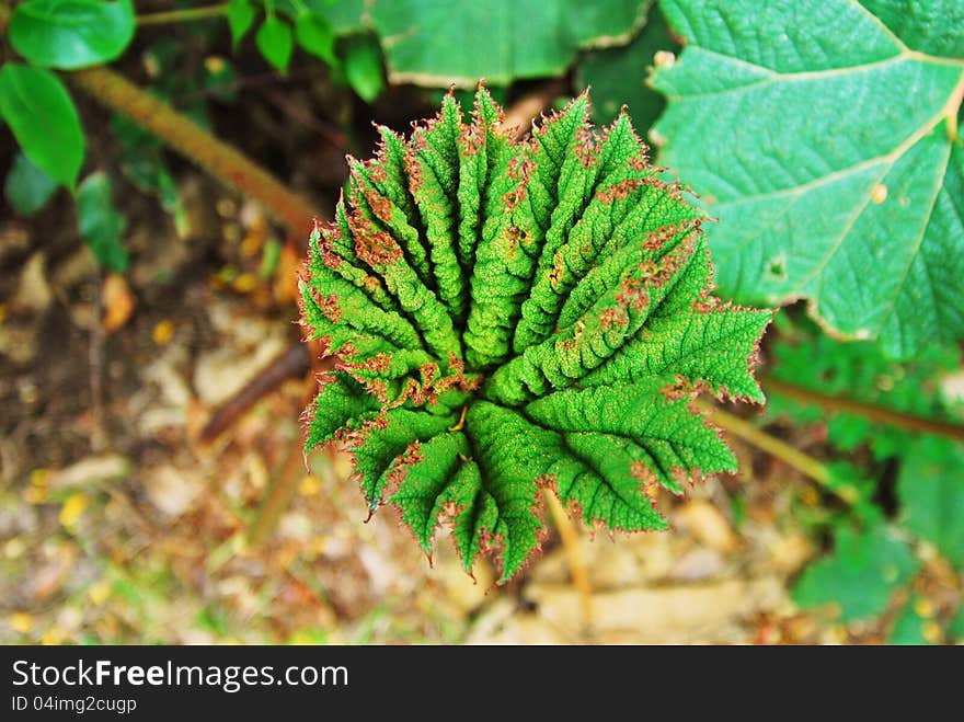 Big leaf called POOR PEOPLE UMBRELA