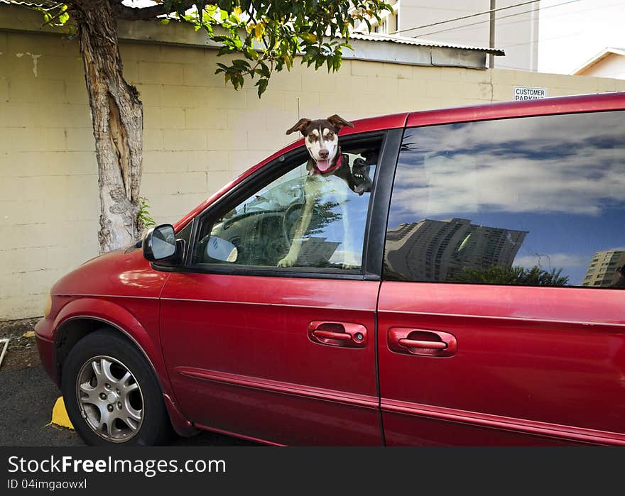 A dog waiting in the car. A dog waiting in the car