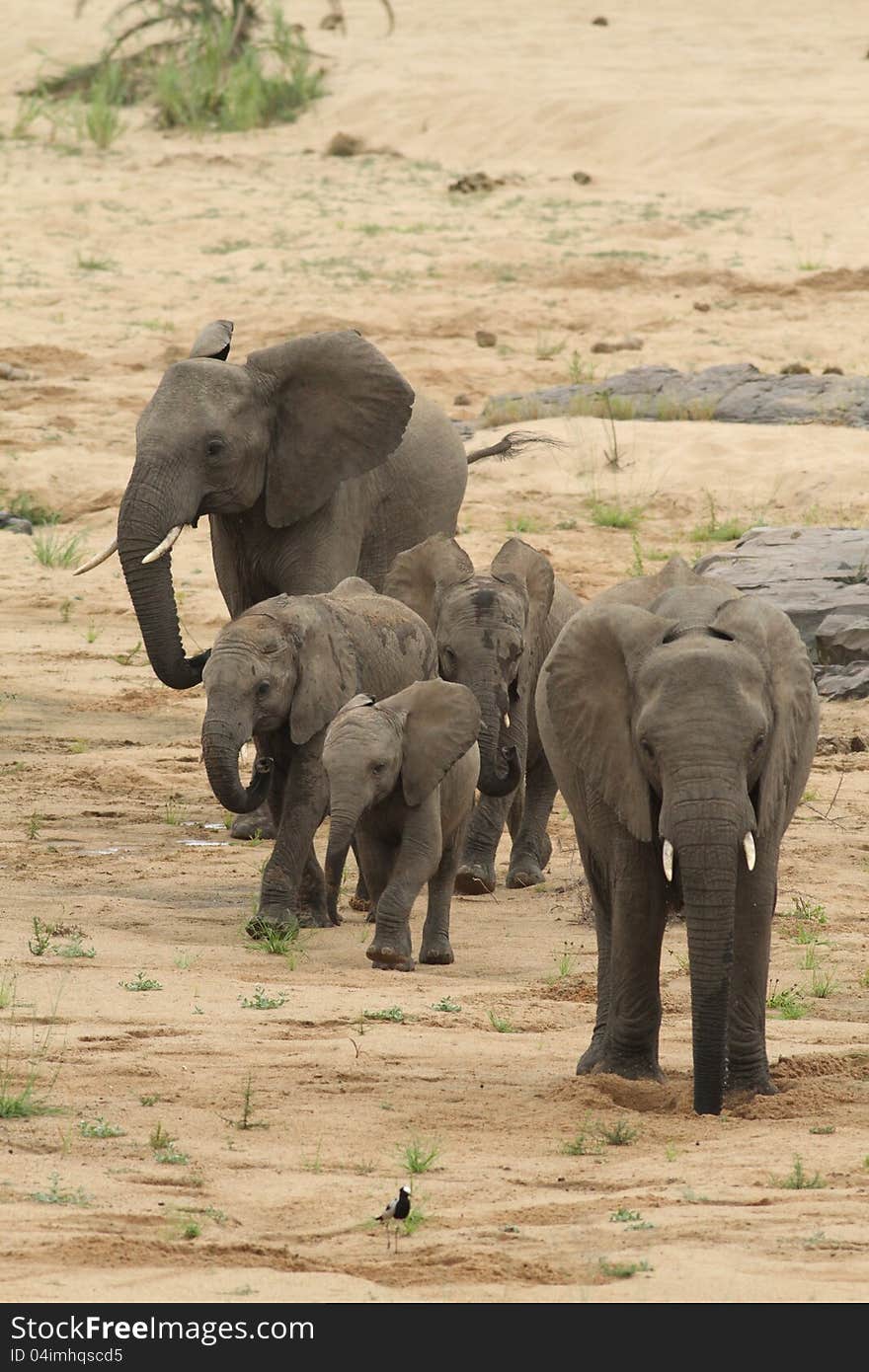 African elephant (Loxodonta Africana) walking in dry river bed. African elephant (Loxodonta Africana) walking in dry river bed