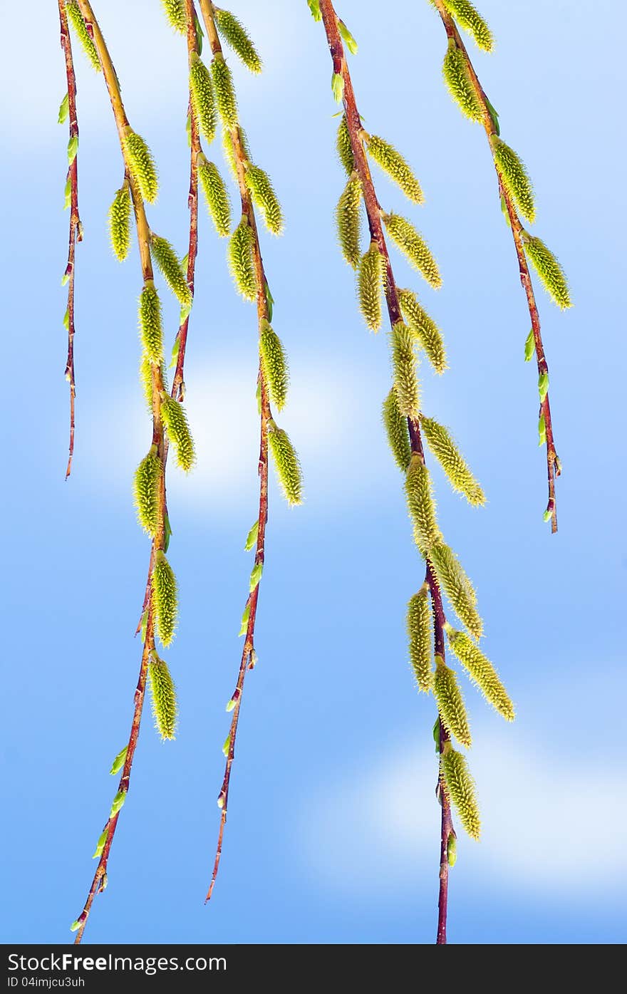 Willow branch