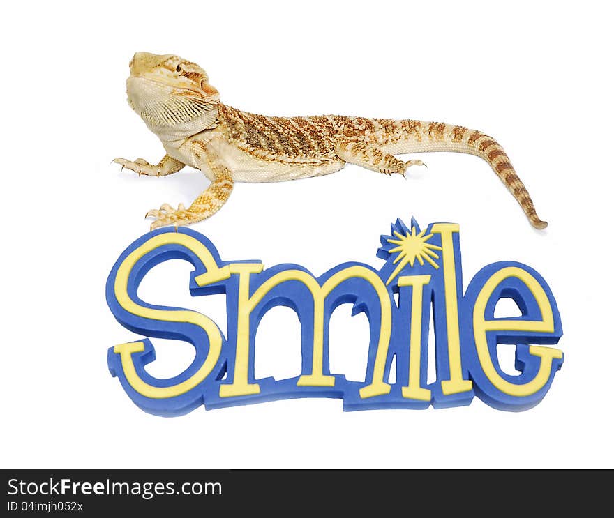 Bearded Dragon can Smile