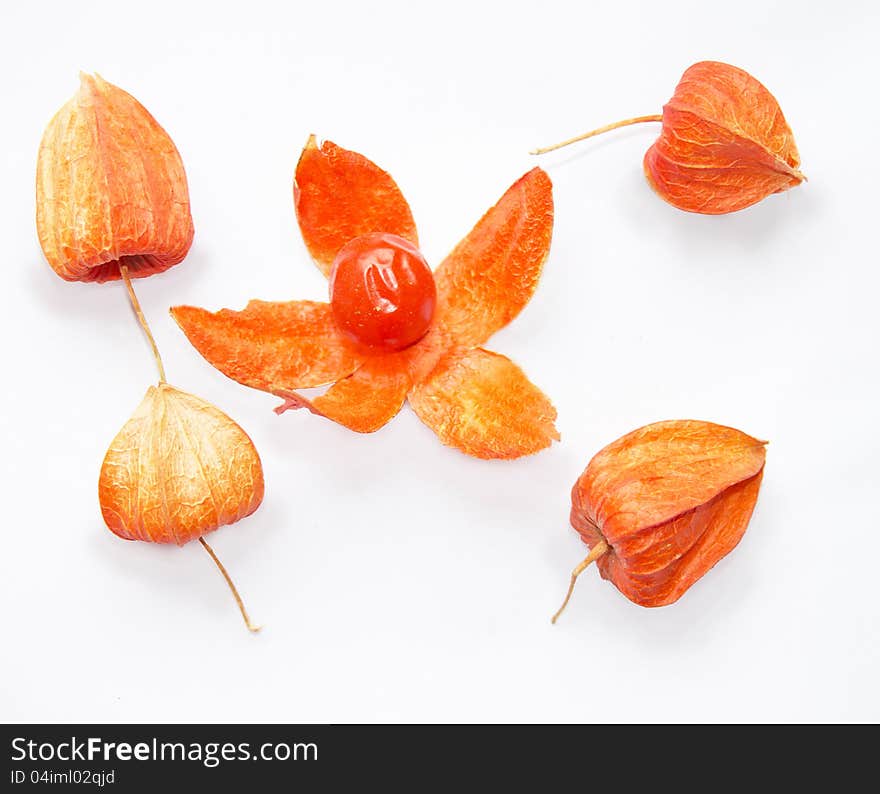 Physalis peruviana, completely isolated over white background. Physalis peruviana, completely isolated over white background