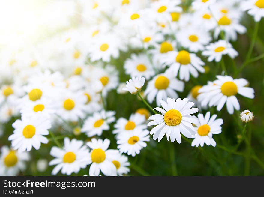 Beautiful daisies on the meadow. Beautiful daisies on the meadow