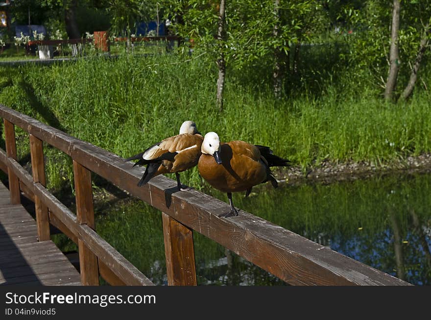 A pair of Ruddy Shelducks on the railing of the bridge at the city pond in Moscow. A pair of Ruddy Shelducks on the railing of the bridge at the city pond in Moscow