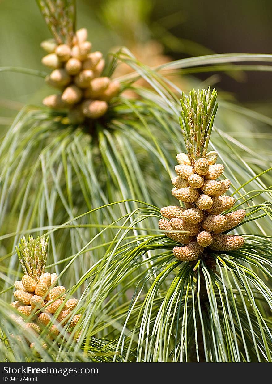 New pine cone sprout on branch