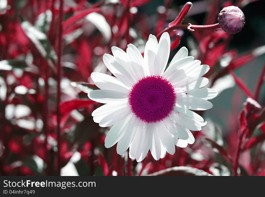 Backlit white daisy with vivid pink center against pink stems background for a 1970's retro look. Backlit white daisy with vivid pink center against pink stems background for a 1970's retro look.