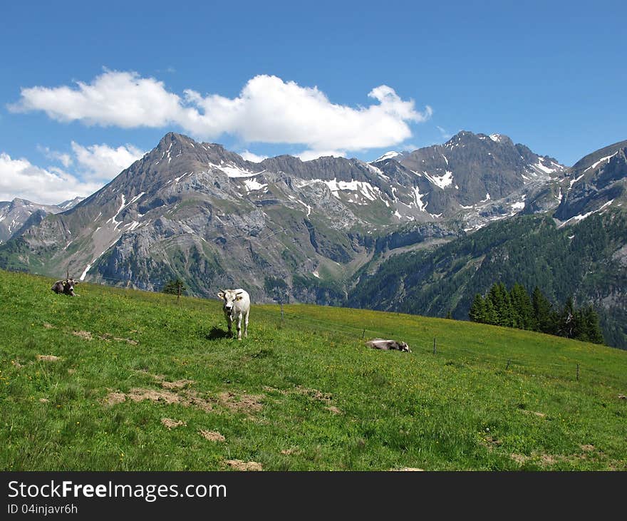 Cattle in the Swiss Alps