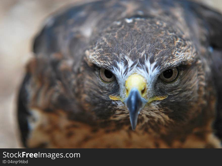 Common Buzzard