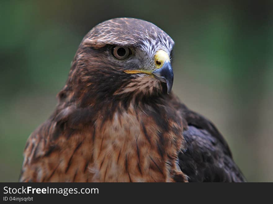 Common Buzzard