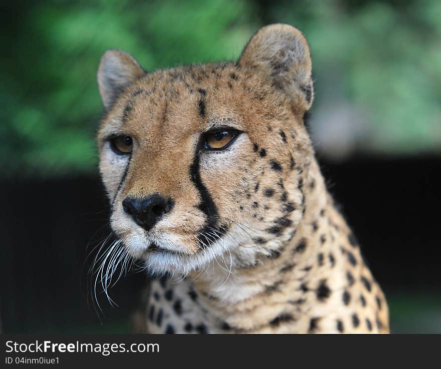 Portrait of cheetah