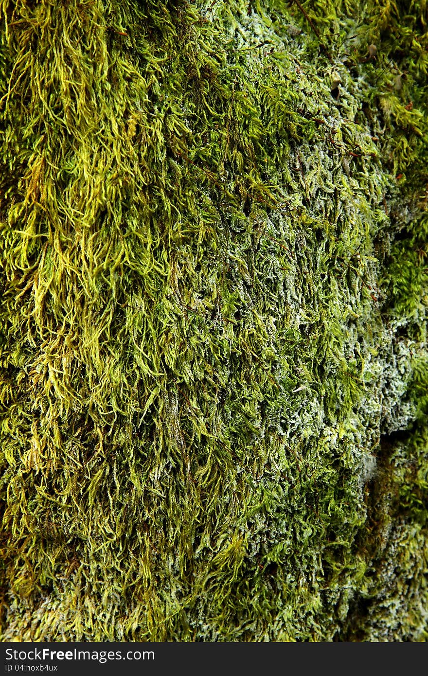 A green moss and withe fungus fresh on tree in Park Inthanon Thailand.