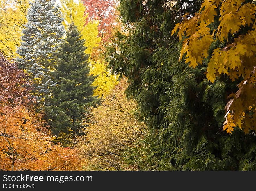 Beautiful wood in Autumn colors