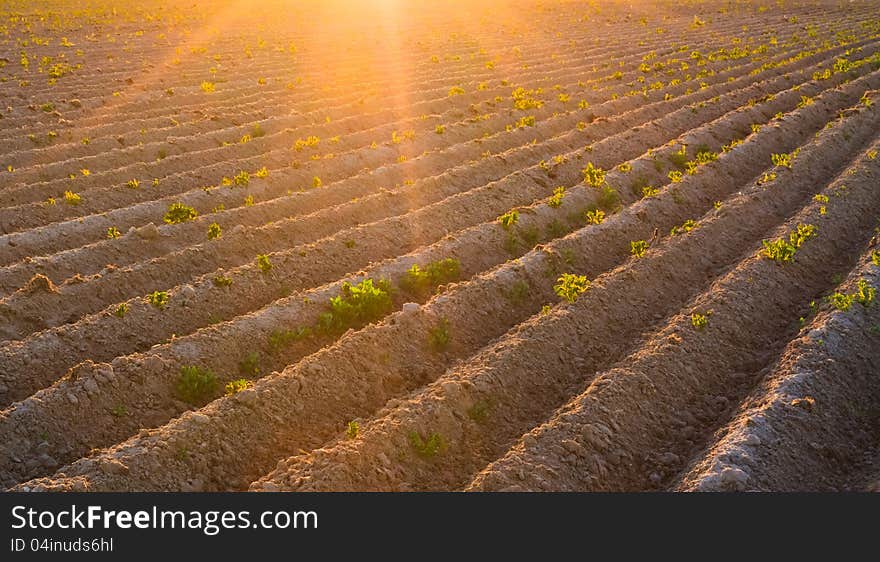 Bright sunset over green field. Bright sunset over green field.