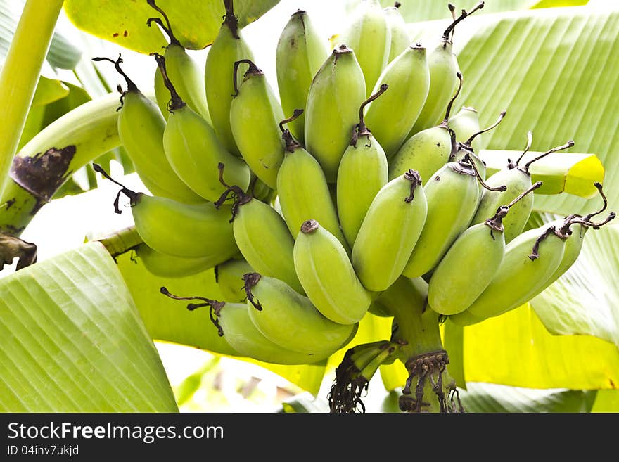 Bunch of ripening bananas on tree