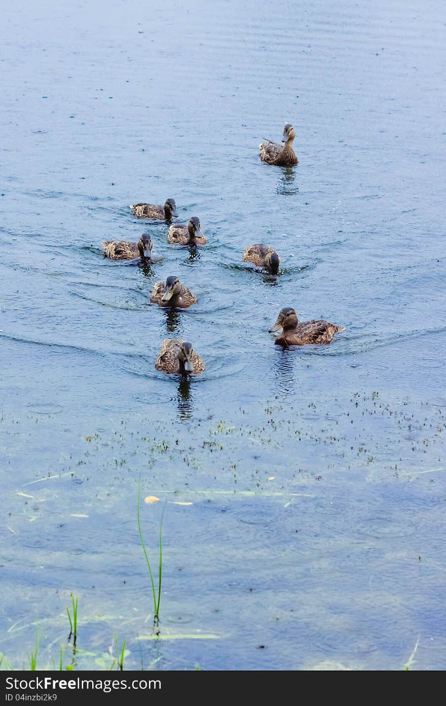 Group of mallard ducks on the lake