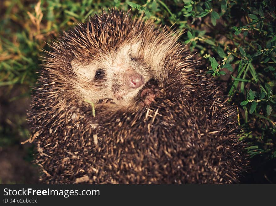 Hedgehog during the night escapade. Hedgehog during the night escapade