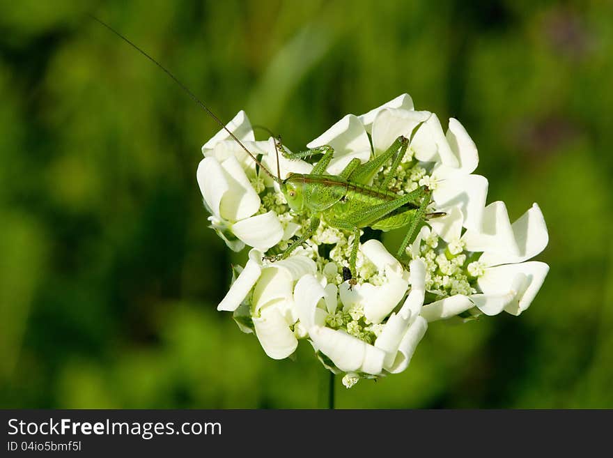 Grasshopper on White Flowers