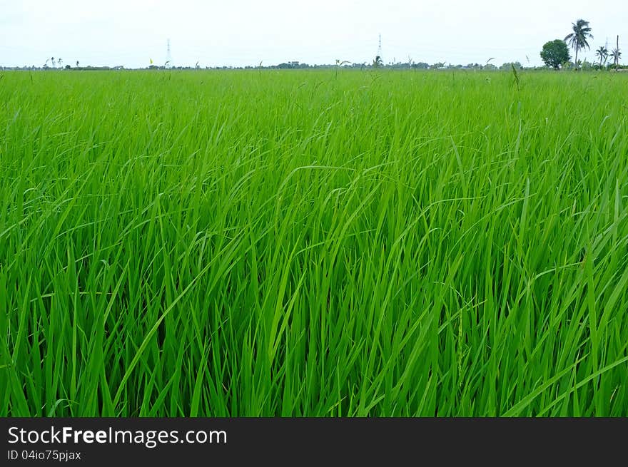 Rice seedlings were grown to a spike. The food is consumed