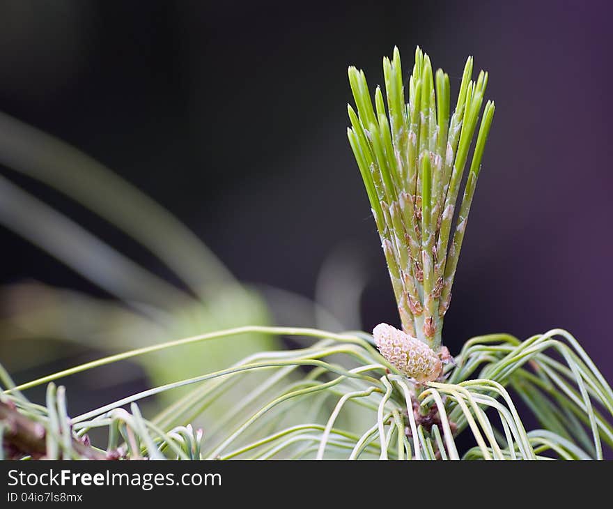 New pine cone sprout on branch