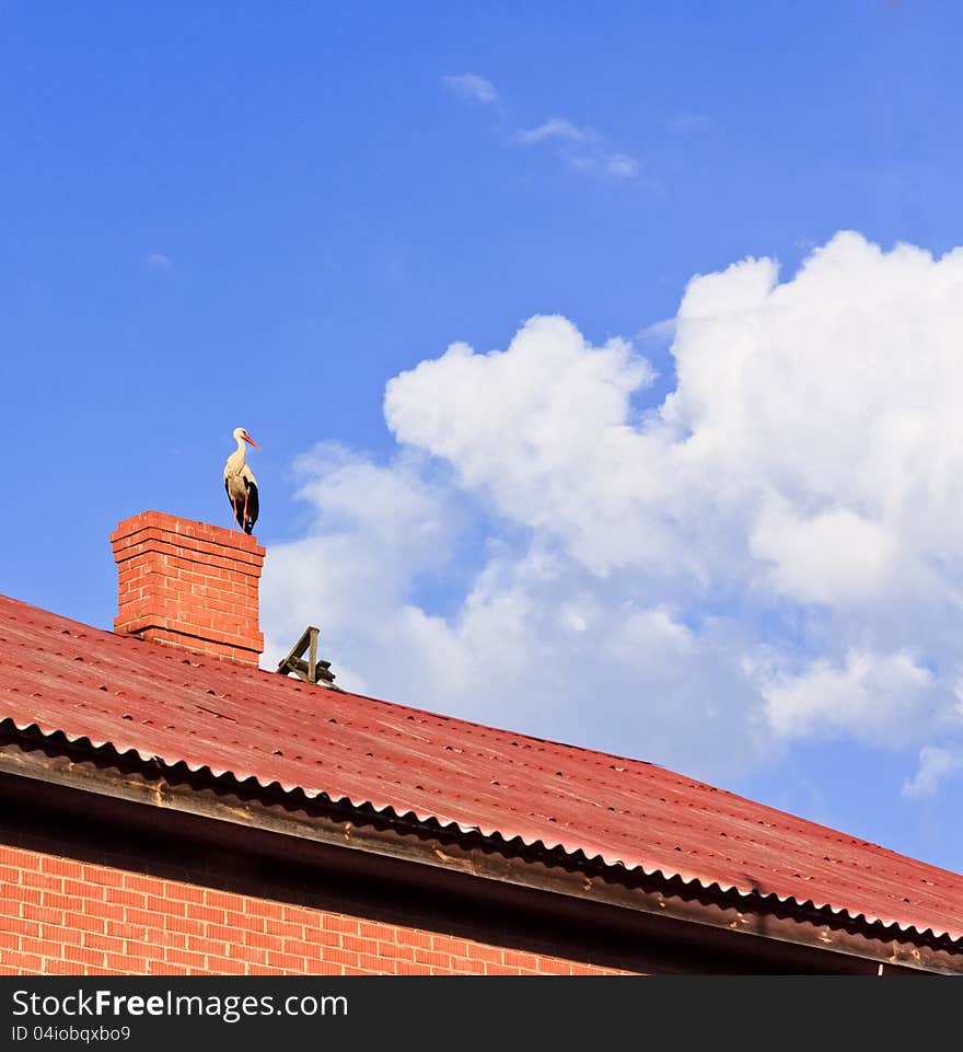 Stork sitting on the top of a roof