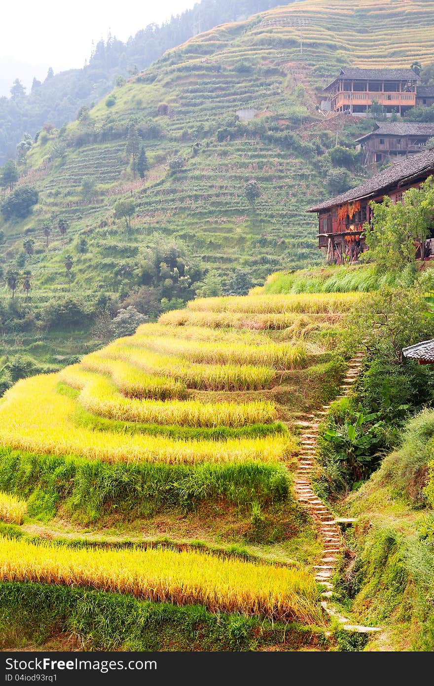 Landscape of Longsheng rice terraces,Guangxi province,China. Landscape of Longsheng rice terraces,Guangxi province,China