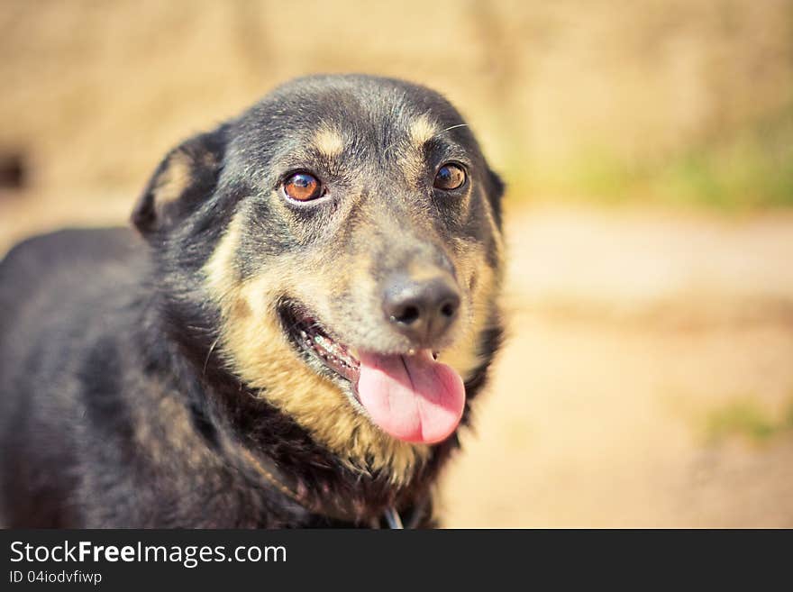 Young German Shepherd