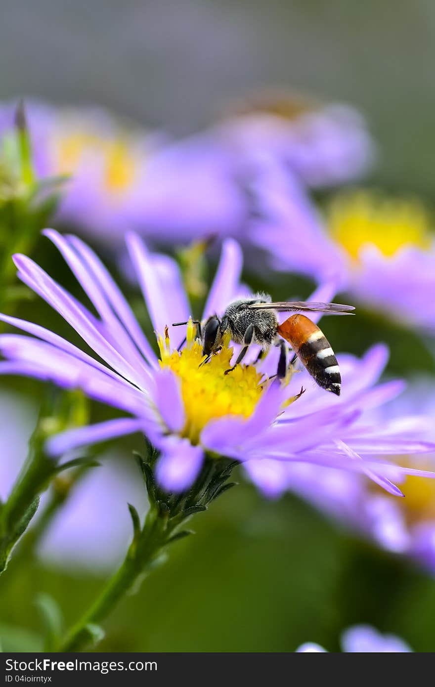 Purple flowers and bee