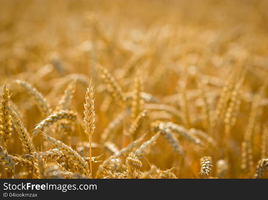 Wheat Field