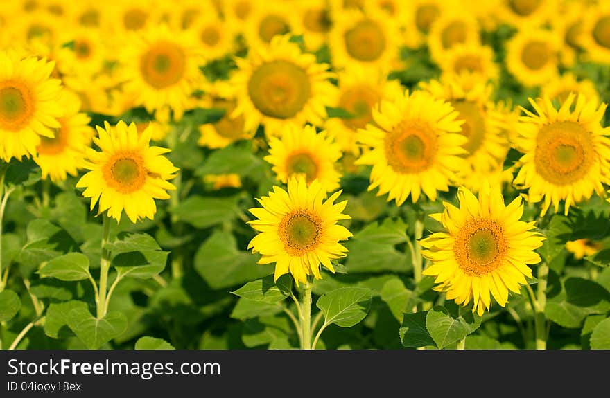 Beautiful yellow sunflowers in the fields