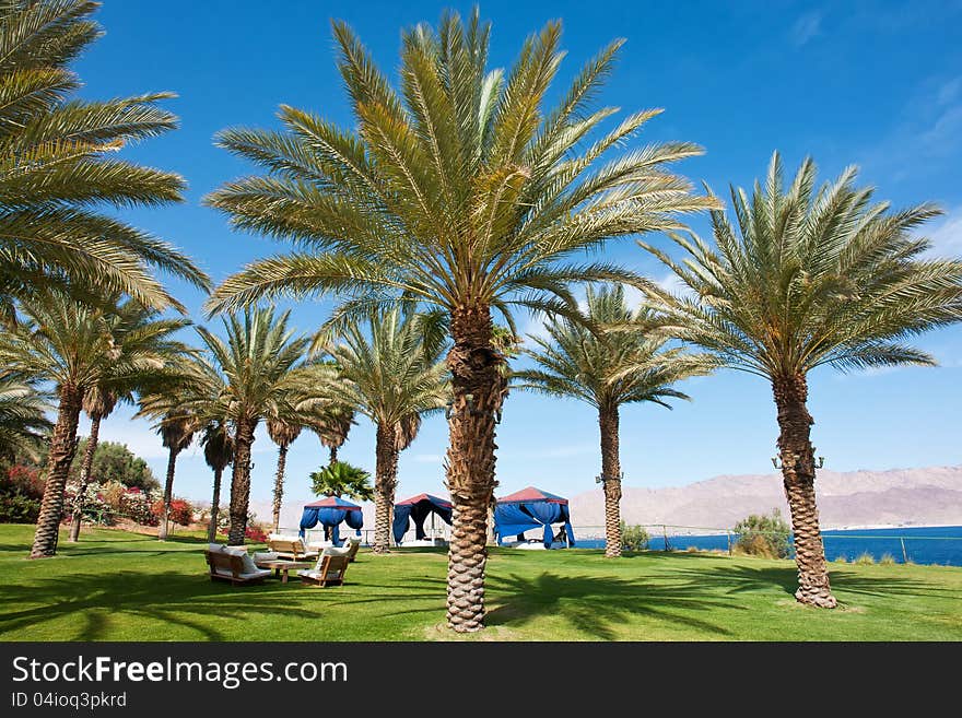 Beautiful Tropical exotic Palm trees in a tropical vacation resort. Beautiful Tropical exotic Palm trees in a tropical vacation resort