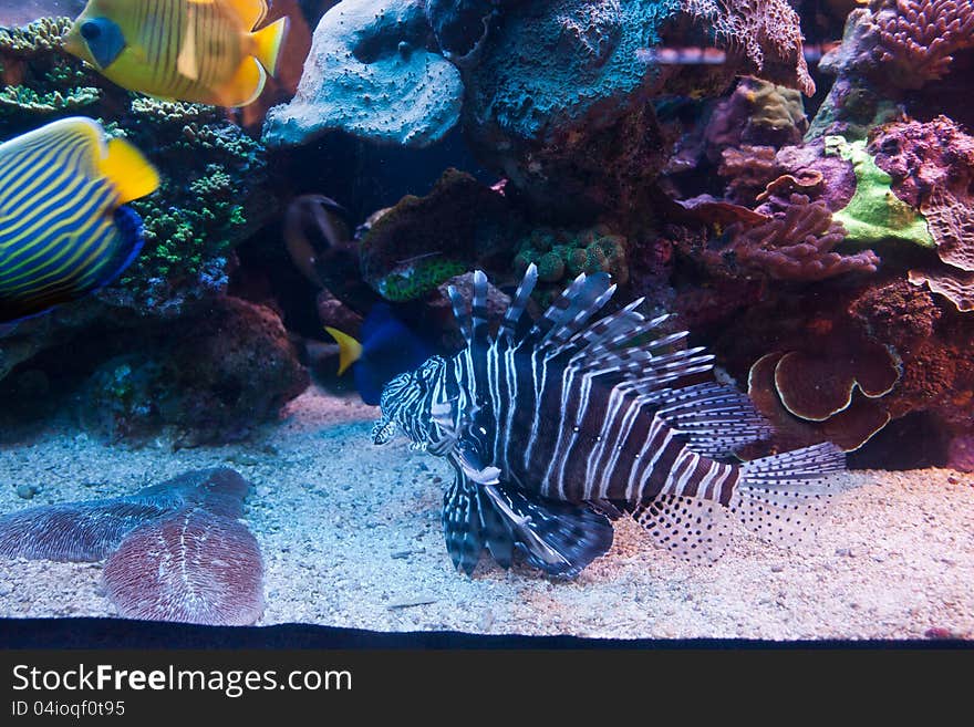 Lion Fish Red Sea