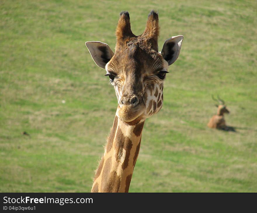 Curious looking giraffe with blurred green background. Curious looking giraffe with blurred green background