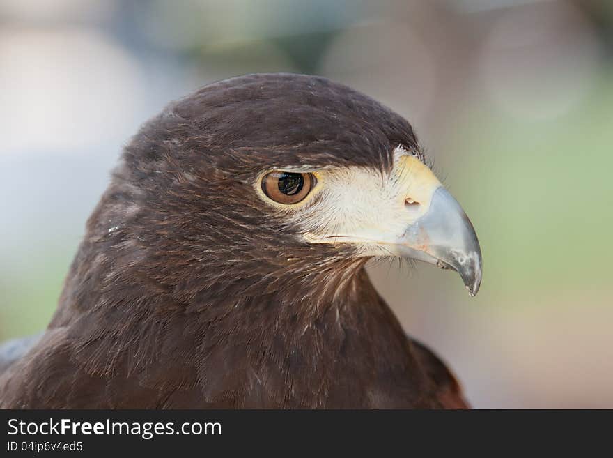 A closeup of a Harris hawk