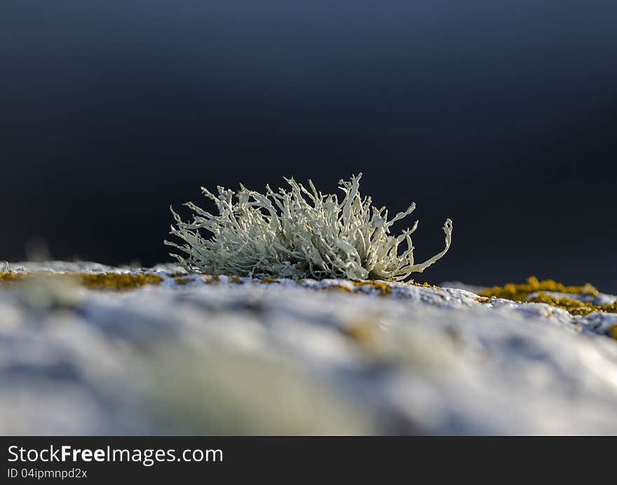 Lichen