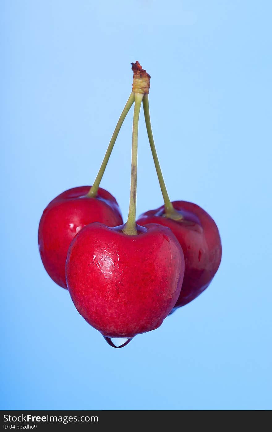 Three ripe red cherries with a drop of water against a blue background. Three ripe red cherries with a drop of water against a blue background