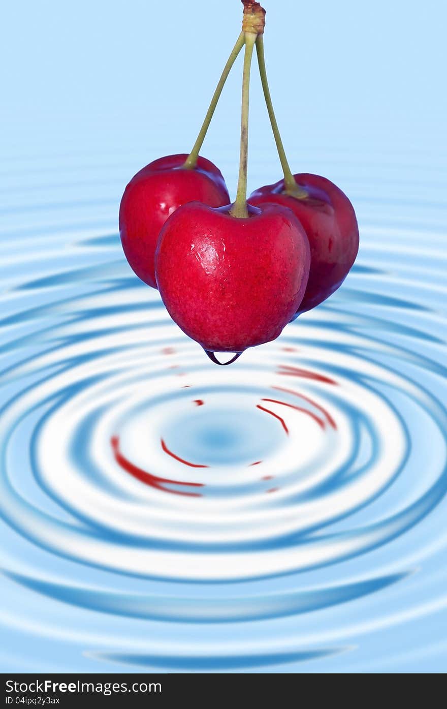 Three ripe red cherries with a drop of water and the ripples of the falling drops. Three ripe red cherries with a drop of water and the ripples of the falling drops