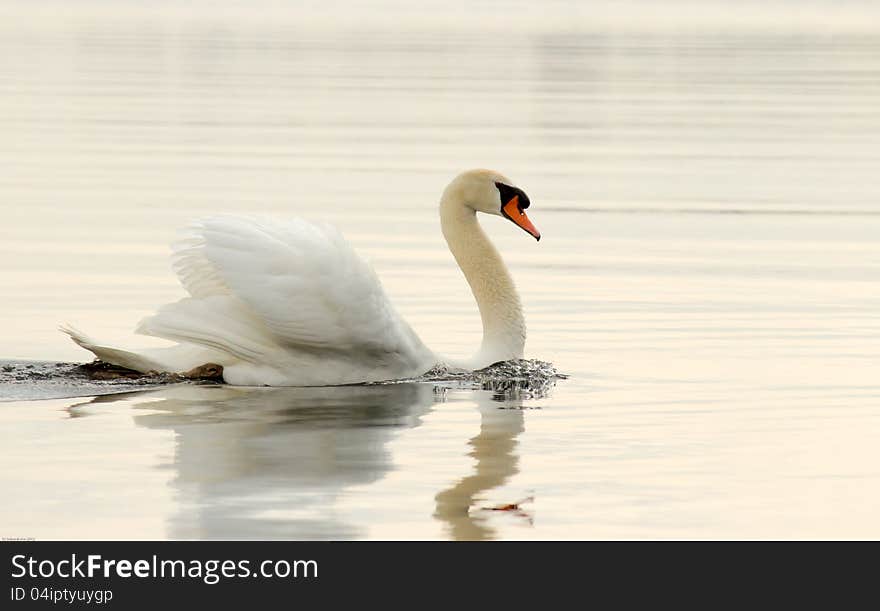 Swan protecting the beach by scaring away all the other birds, due to swan babies close by. Swan protecting the beach by scaring away all the other birds, due to swan babies close by