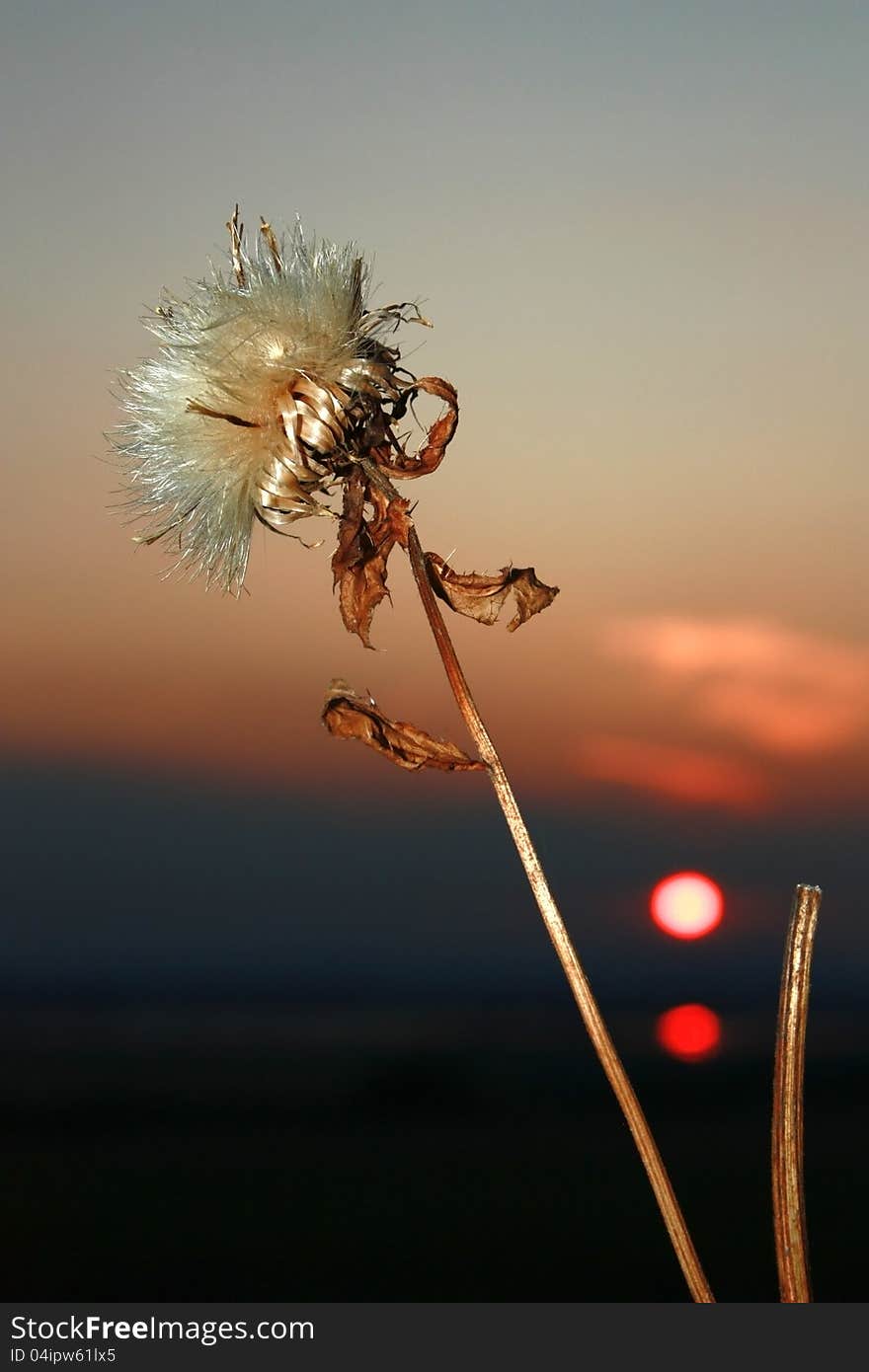 Withered plant in the background with a red sun and its reflection on water. Withered plant in the background with a red sun and its reflection on water