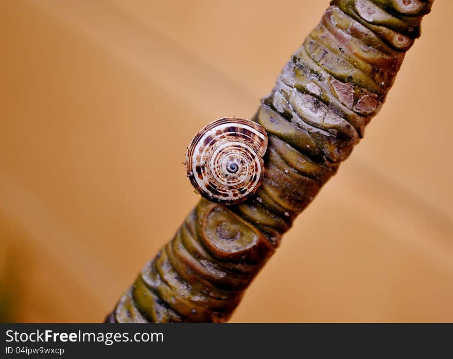 Snail On Frangipani