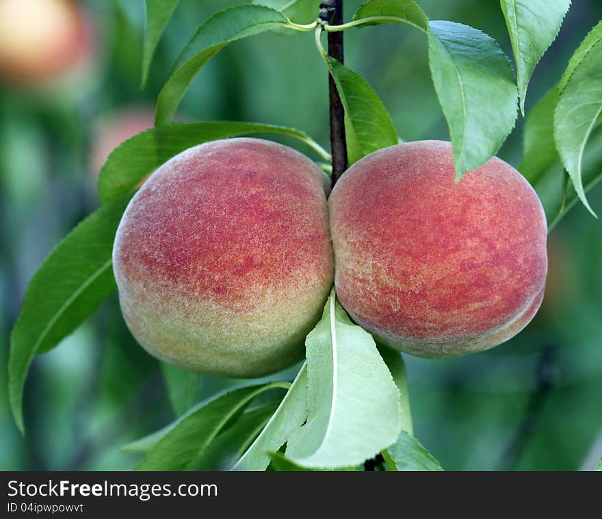 Peaches