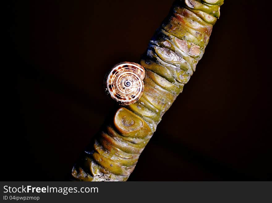 Snail On Frangipani