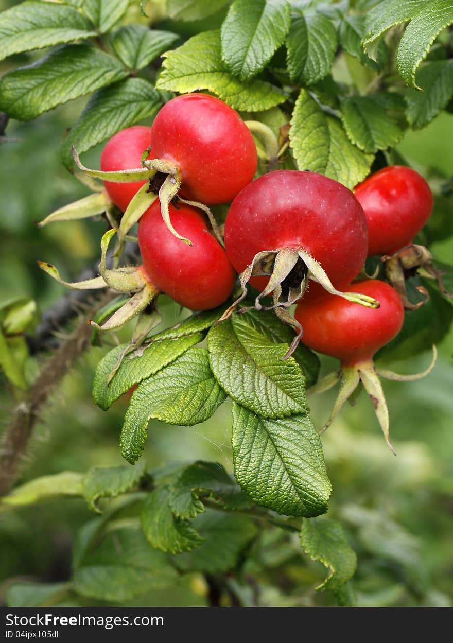 The dog rose with red fruit