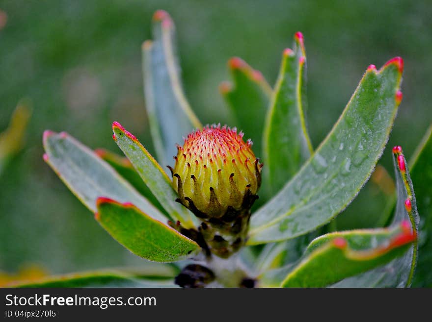 Pincushion Protea Bud